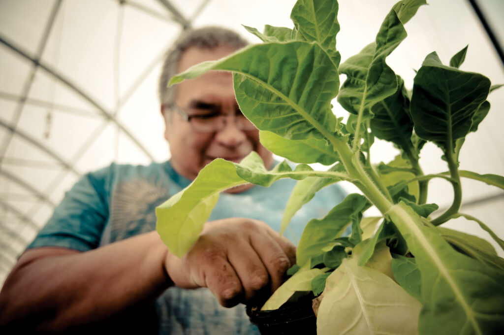 A man working in a greenhouse with a closeup of plant leaves