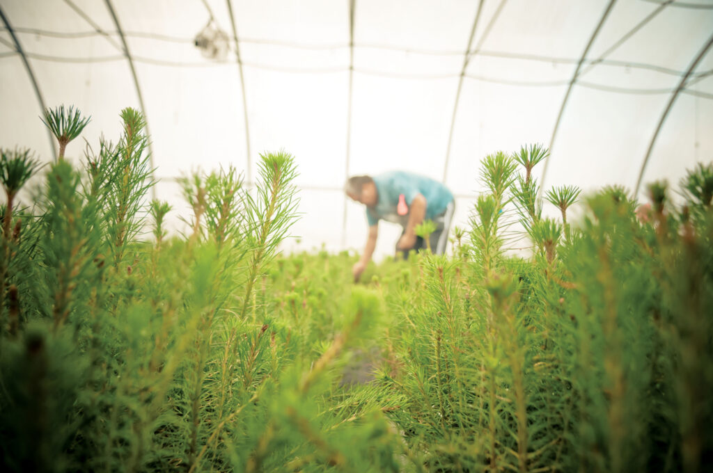 A man working in a greenhouse with rows of saplings